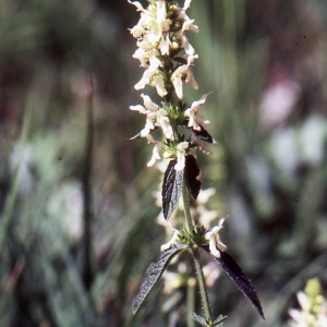 Photographie n°2134043 du taxon Stachys recta L.