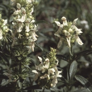 Photographie n°2134046 du taxon Stachys recta L.