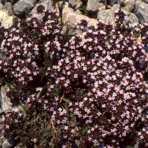 Photographie n°2134051 du taxon Thymus serpyllum L. [1753]