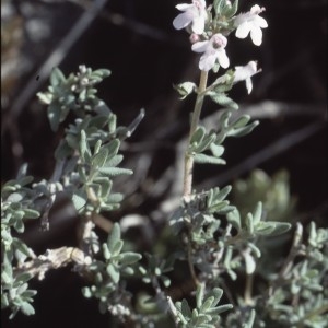 Photographie n°2134053 du taxon Thymus serpyllum L. [1753]