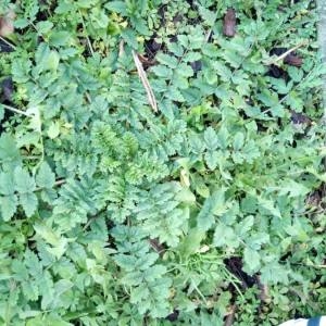 Photographie n°2134101 du taxon Erodium moschatum (L.) L'Hér. [1789]