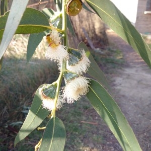 Photographie n°2134110 du taxon Eucalyptus globulus Labill. [1800]