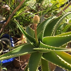  - Aloe arborescens Mill.