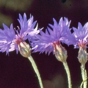 Photographie n°2134175 du taxon Cyanus segetum Hill [1762]