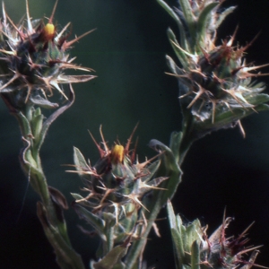 Photographie n°2134183 du taxon Centaurea melitensis L. [1753]