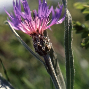 Photographie n°2134187 du taxon Centaurea montana L. [1753]