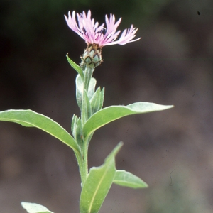 Photographie n°2134189 du taxon Centaurea montana L. [1753]