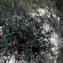  Liliane Roubaudi - Centaurea pullata L. [1753]