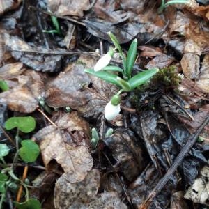 Photographie n°2134223 du taxon Galanthus nivalis L.