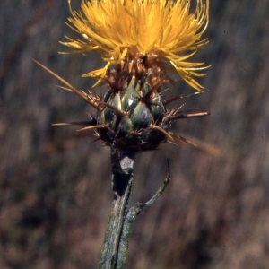 Photographie n°2134229 du taxon Centaurea solstitialis L. [1753]