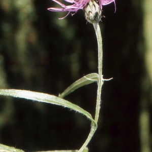 Photographie n°2134232 du taxon Centaurea triumfetti subsp. lugdunensis (Jord.) Dostál [1976]