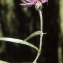  Liliane Roubaudi - Centaurea triumfetti subsp. lugdunensis (Jord.) Dostál [1976]