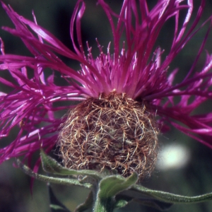 Photographie n°2134234 du taxon Centaurea uniflora Turra [1765]