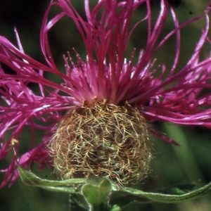 Photographie n°2134236 du taxon Centaurea uniflora Turra [1765]