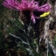  Liliane Roubaudi - Centaurea uniflora Turra [1765]