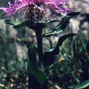 Photographie n°2134238 du taxon Centaurea uniflora Turra [1765]