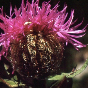 Photographie n°2134240 du taxon Centaurea uniflora Turra [1765]