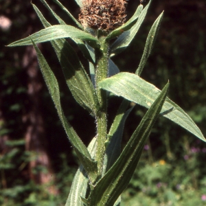 Photographie n°2134242 du taxon Centaurea uniflora Turra [1765]