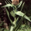  Liliane Roubaudi - Centaurea uniflora Turra [1765]