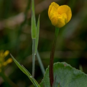  - Caltha palustris L. [1753]