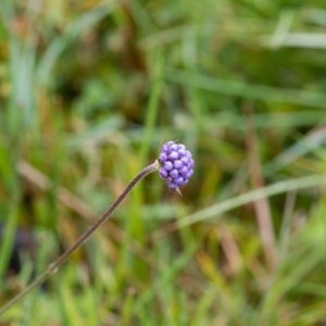 Photographie n°2134269 du taxon Succisa pratensis Moench