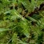  Pierre Crouzet - Pedicularis sylvatica subsp. sylvatica 