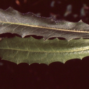 Photographie n°2134322 du taxon Leontodon hispidus L. [1753]