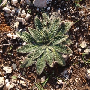 Photographie n°2134382 du taxon Echium vulgare L. [1753]