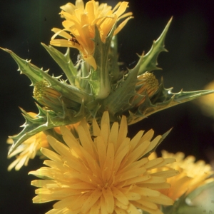 Photographie n°2134410 du taxon Scolymus hispanicus L. [1753]