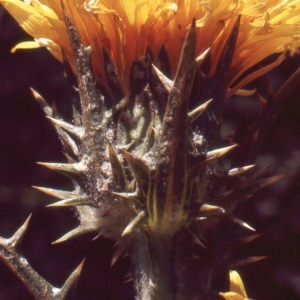 Photographie n°2134411 du taxon Scolymus hispanicus L. [1753]