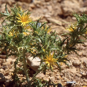 Photographie n°2134412 du taxon Scolymus hispanicus L. [1753]