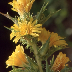 Photographie n°2134413 du taxon Scolymus hispanicus L. [1753]
