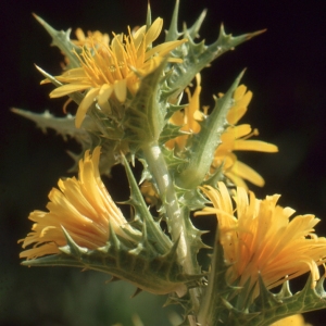 Photographie n°2134414 du taxon Scolymus hispanicus L. [1753]