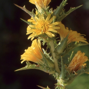 Photographie n°2134415 du taxon Scolymus hispanicus L. [1753]