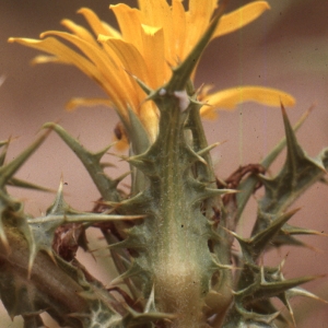 Photographie n°2134416 du taxon Scolymus hispanicus L. [1753]