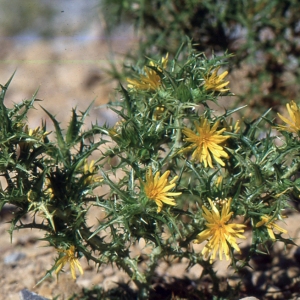 Photographie n°2134417 du taxon Scolymus hispanicus L. [1753]