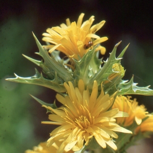 Photographie n°2134418 du taxon Scolymus hispanicus L. [1753]