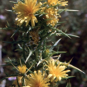 Photographie n°2134419 du taxon Scolymus hispanicus L. [1753]