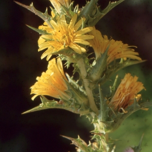 Photographie n°2134420 du taxon Scolymus hispanicus L. [1753]