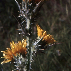 Photographie n°2134421 du taxon Scolymus hispanicus L. [1753]