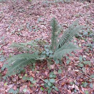 Photographie n°2134466 du taxon Polystichum setiferum (Forssk.) T.Moore ex Woyn. [1913]