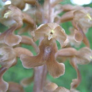 Photographie n°2134498 du taxon Neottia nidus-avis (L.) Rich. [1817]