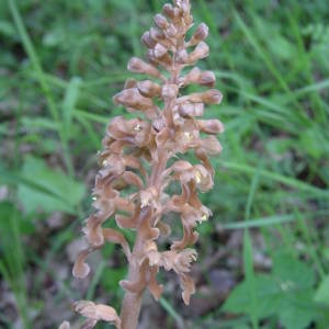 Photographie n°2134499 du taxon Neottia nidus-avis (L.) Rich. [1817]