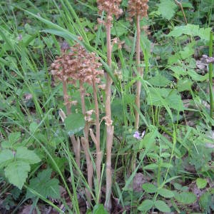 Photographie n°2134500 du taxon Neottia nidus-avis (L.) Rich. [1817]