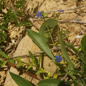 Photographie n°2134524 du taxon Lysimachia arvensis (L.) U.Manns & Anderb. [2009]