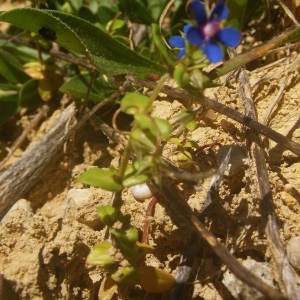 Photographie n°2134525 du taxon Lysimachia arvensis (L.) U.Manns & Anderb. [2009]