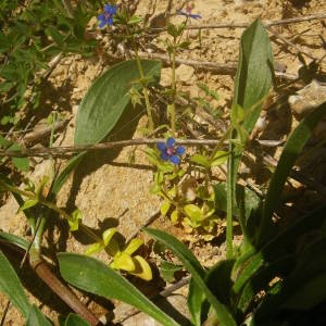 Photographie n°2134526 du taxon Lysimachia arvensis (L.) U.Manns & Anderb. [2009]