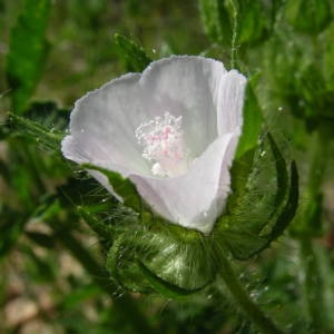 Photographie n°2134533 du taxon Malva setigera Spenn. [1829]