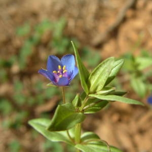 Photographie n°2134536 du taxon Lysimachia arvensis (L.) U.Manns & Anderb. [2009]