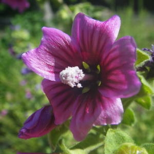 Photographie n°2134546 du taxon Malva arborea (L.) Webb & Berthel. [1837]